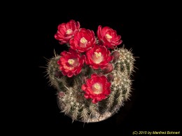 Echinocereus spec. 1583